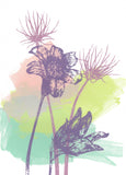 Pasque Flowers Screen Print