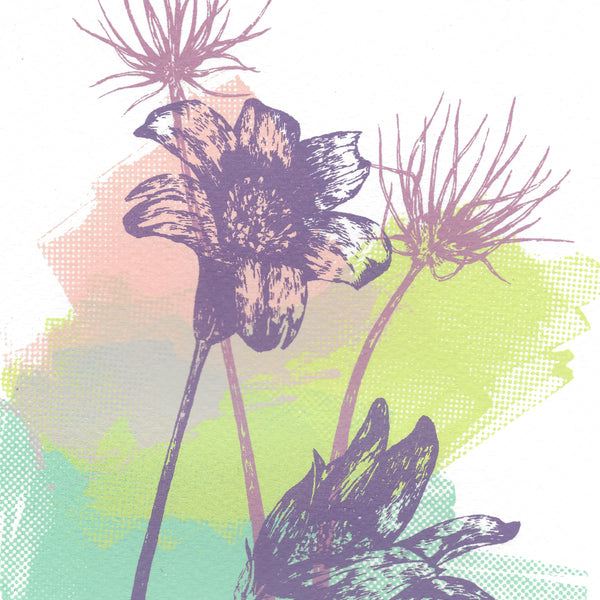 Pasque Flowers Screen Print
